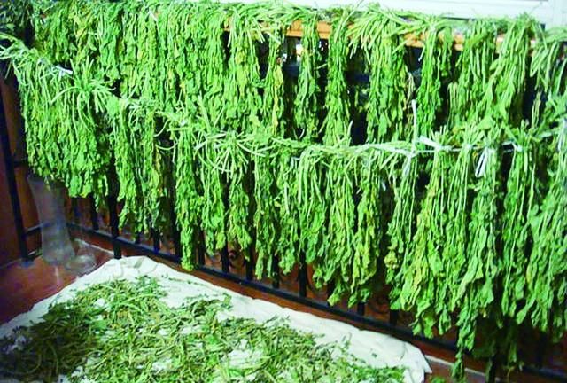怎样晒萝卜缨子干菜,秋天的萝卜缨能不能晒干菜图5
