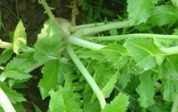 怎样晒萝卜缨子干菜,秋天的萝卜缨能不能晒干菜图6