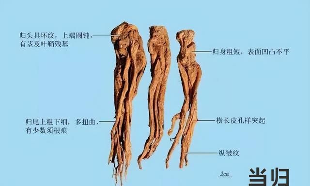 每天学习一味中药——当归