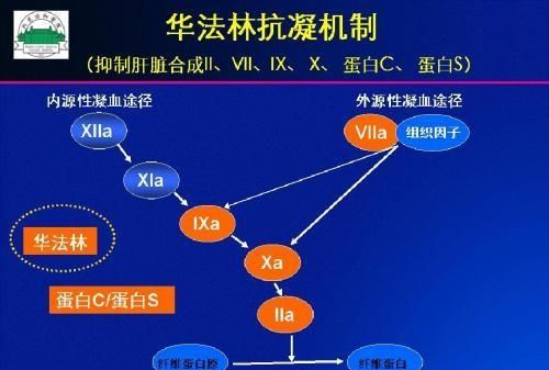 吃华法林大便里有血是什么原因图2