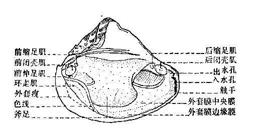 河蚌除了可以产珍珠，还可以吃肉