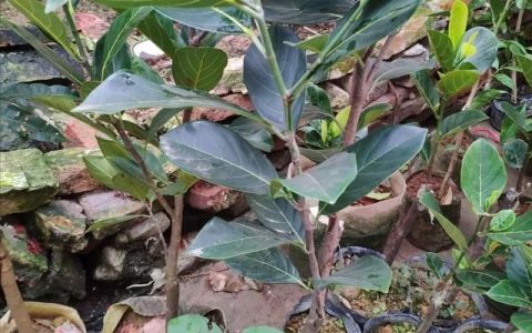 如何在家用吃完的橘子籽种植出橘子果实