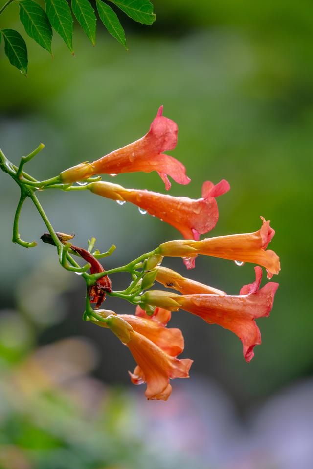 花开簇簇若红榴，济南这个公园的凌霄花盛开啦！原来它还有药用价值~