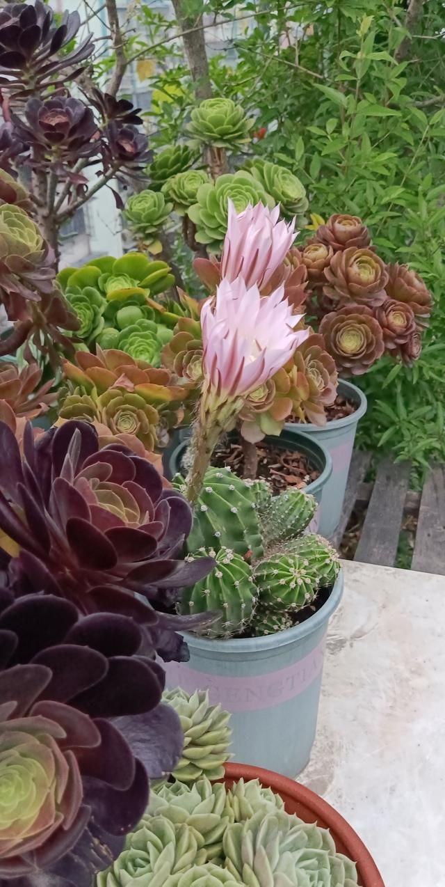 多肉新手应该怎么养护多肉植物图1