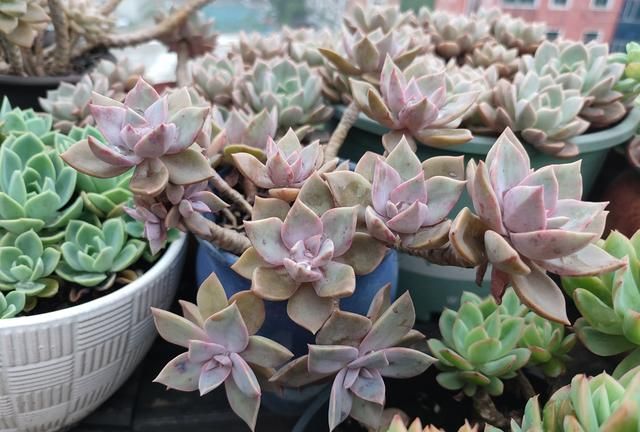 多肉新手应该怎么养护多肉植物图2