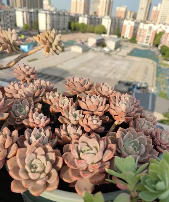 多肉新手应该怎么养护多肉植物图3