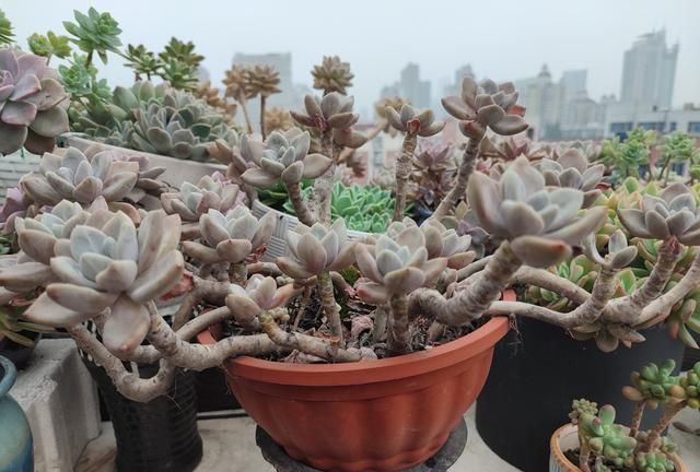 多肉新手应该怎么养护多肉植物图4