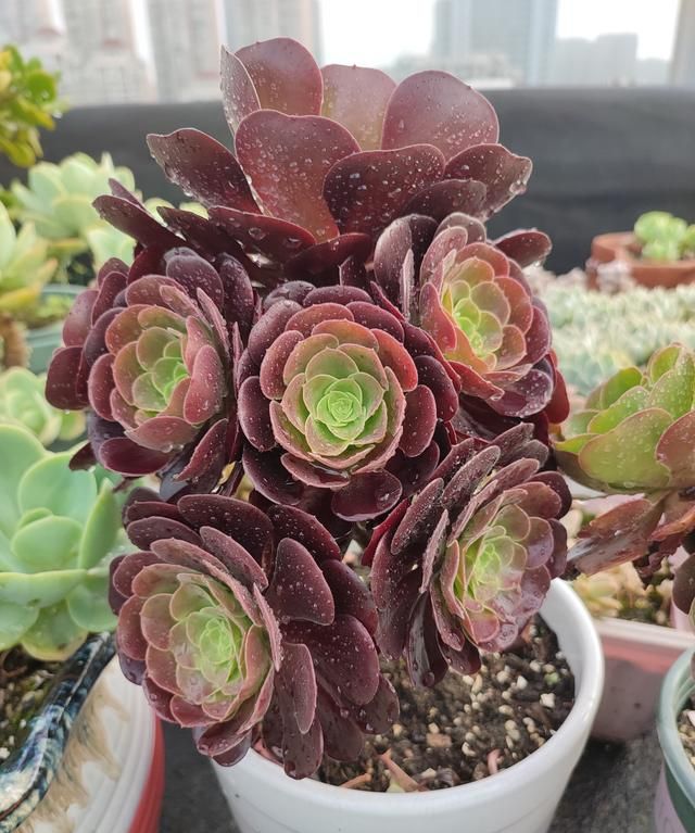 多肉新手应该怎么养护多肉植物图5
