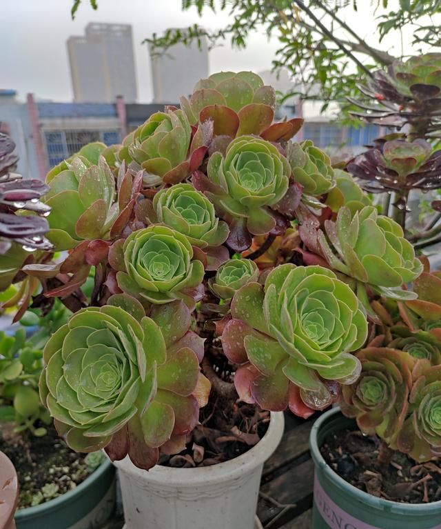 多肉新手应该怎么养护多肉植物图6