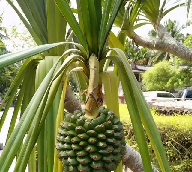《本草纲目》上没有菠萝，菠萝助消化，但吃多了上火“割肠”