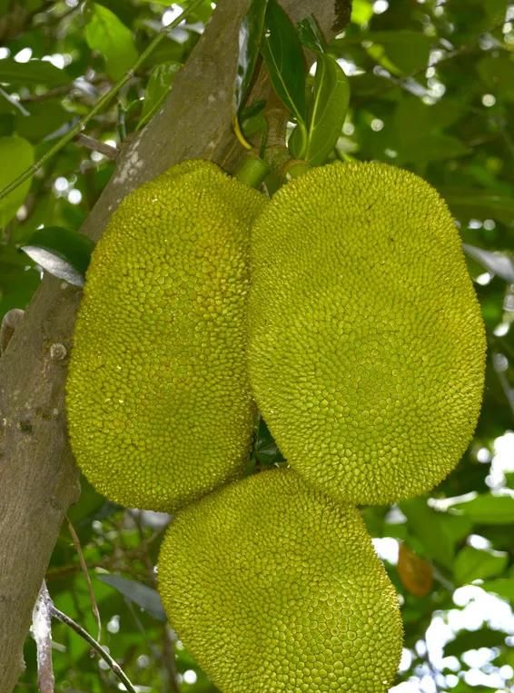 《本草纲目》上没有菠萝，菠萝助消化，但吃多了上火“割肠”