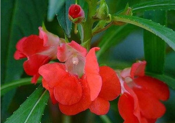 农村常见的指甲草花有什么药效？