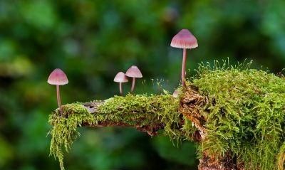 多吃蘑菇有哪些健康的好处图8