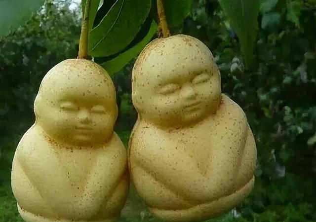 难怪吃人参果能长寿，看看树下埋了什么？读完原著吓出一身冷汗