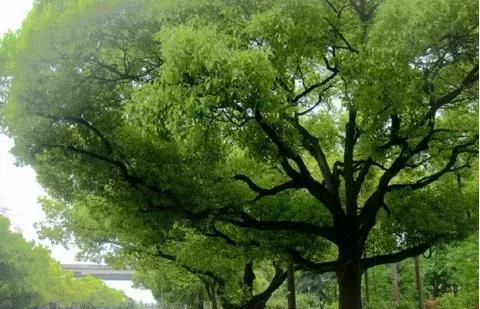 此树全身都是宝，叶、皮和根入药功效好，祛风除湿，消炎止痛！