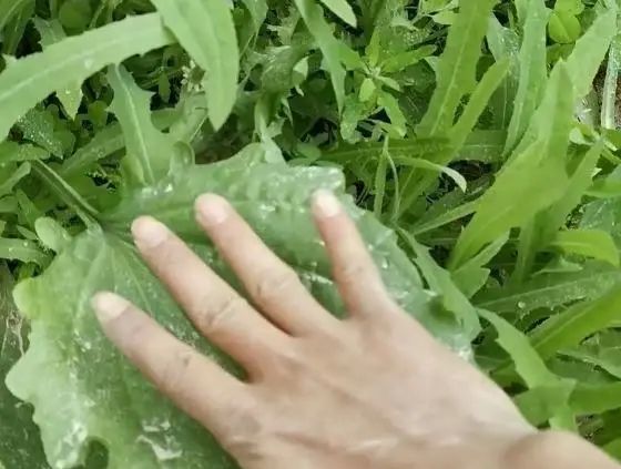农村这种被叫做蛤蟆叶的植物，小朋友吃了后就不会尿床，但不能贪