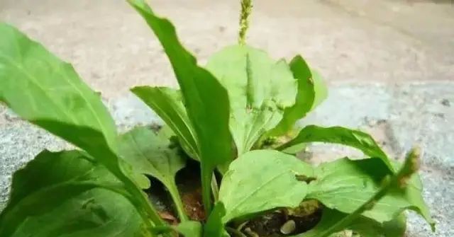 农村这种被叫做蛤蟆叶的植物，小朋友吃了后就不会尿床，但不能贪