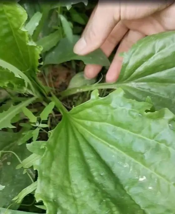 农村这种被叫做蛤蟆叶的植物，小朋友吃了后就不会尿床，但不能贪