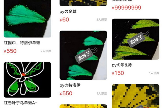 暗语交易、图片打码，二手平台涉嫌违规售卖珍稀蝴蝶标本