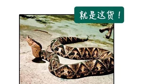 我一朋友被五步蛇咬了，现在已经走了四步，会死吗？#清风计划#