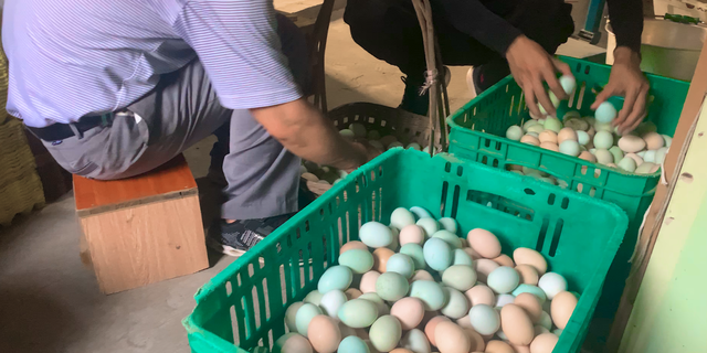 绿壳鸡蛋被誉为“鸡蛋中的人参”，口感怎样，有什么特殊营养吗？