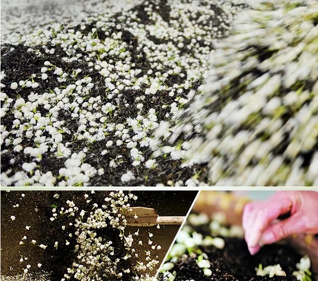 茶叶知识：茉莉花茶的功效和作用很好，茉莉花茶是绿茶吗？