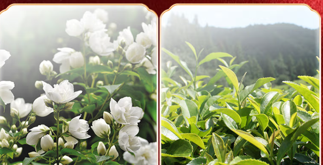 茶叶知识：茉莉花茶的功效和作用很好，茉莉花茶是绿茶吗？