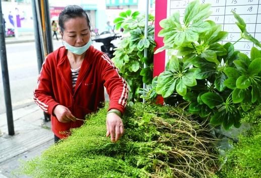 地菜煮鸡蛋飘香，科学食用有方法“加料”有讲究