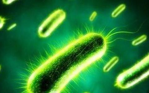 怎样判断铜绿假单胞菌好没好