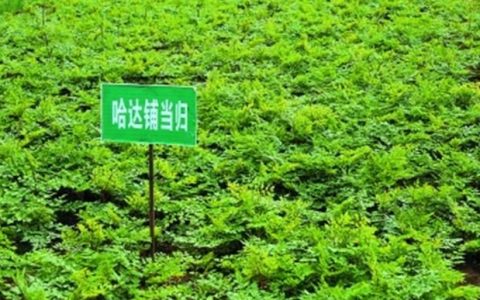 农村种植的中药材当归有什么功效