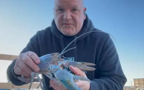 男子在礁石下捕到一只巨型龙虾