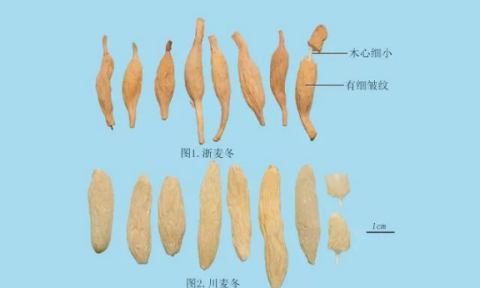 送你8次免费课，了解麦冬深入髓（七）——天冬、麦冬成药对