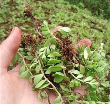 垂盆草是怎样的有什么功效图9