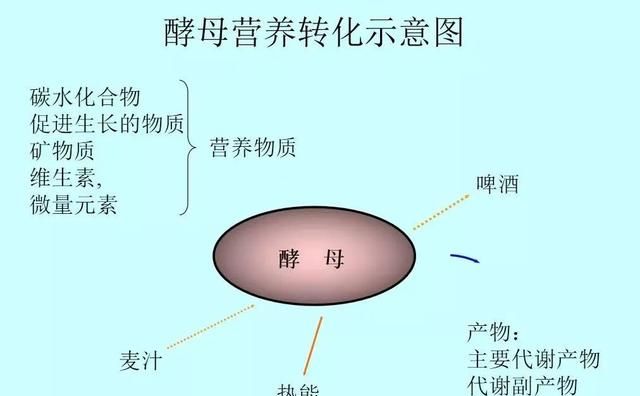 「精酿啤酒」啤酒的基因——酵母