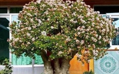 玉树多肉的养殖方法和注意事项(玉树和肉质万年青)