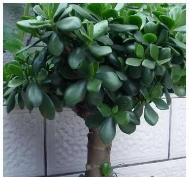 玉树，多浆肉质亚灌木
