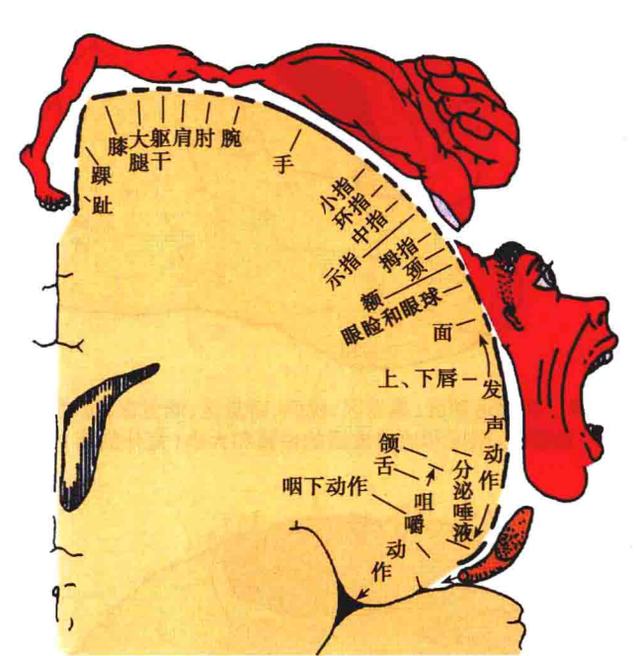 额叶的解剖功能定位精讲「收藏起来」