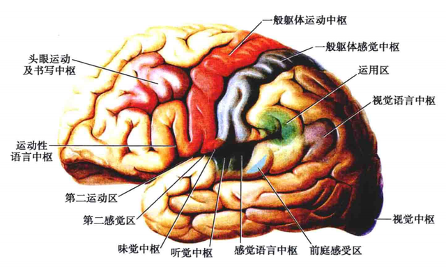 额叶的解剖功能定位精讲「收藏起来」