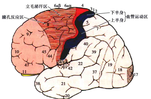 额叶的解剖功能定位精讲「收藏起来」