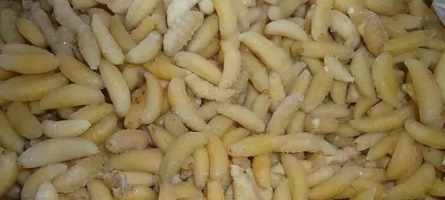 胡蜂养殖，人工驯养胡蜂有没有经济价值？