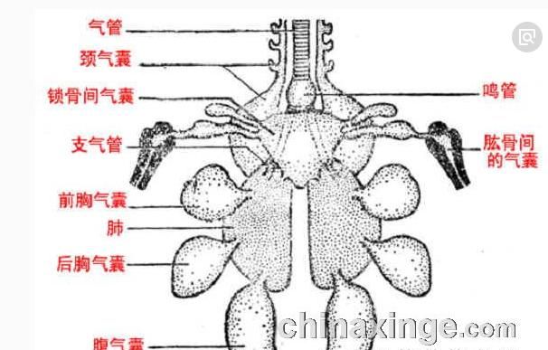 气囊对鸽子有哪些作用(鸽子的气囊在什么地方)图1