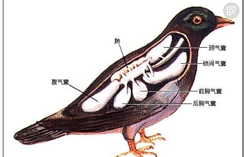 气囊对鸽子有哪些作用(鸽子的气囊在什么地方)图2
