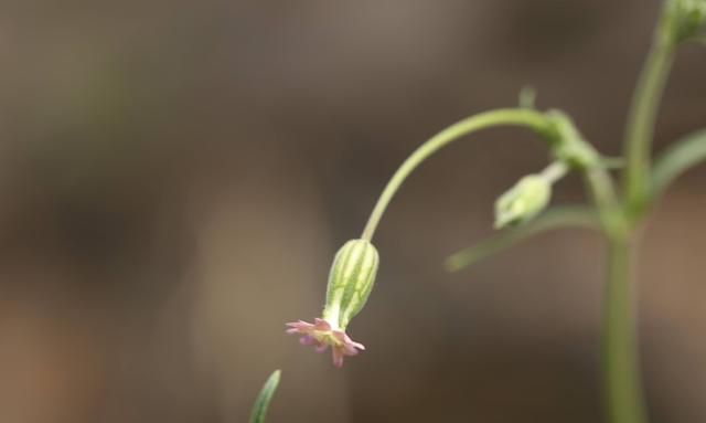 麦瓶草有哪些营养价值和功效呢(麦瓶草属于野菜吗)图3