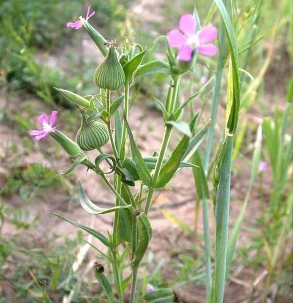 麦瓶草有哪些营养价值和功效呢(麦瓶草属于野菜吗)图4