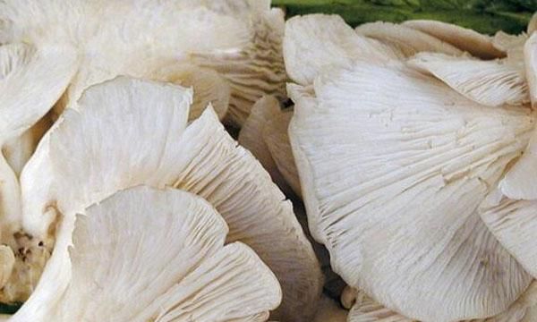 凤尾菇怎么保存 凤尾菇的饮食禁忌