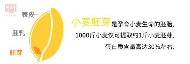 小麦胚芽的营养价值怎样图1