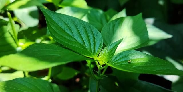 盛夏的野海椒尖，又一道悦性食养佳肴，你值得尝试