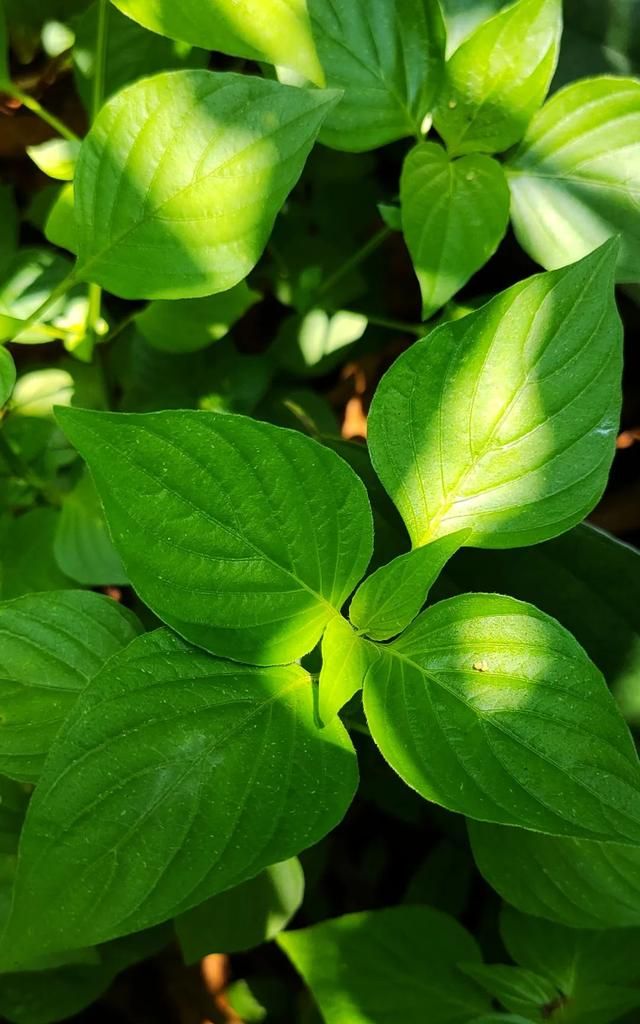 盛夏的野海椒尖，又一道悦性食养佳肴，你值得尝试