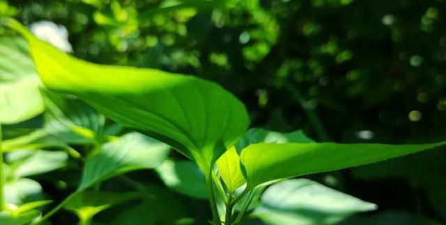 盛夏的野海椒尖，又一道悦性食养佳肴，你值得尝试