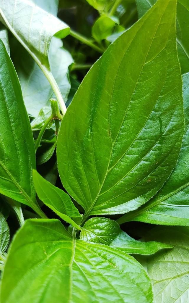 盛夏的野海椒尖，又一道悦性食养佳肴，你值得尝试